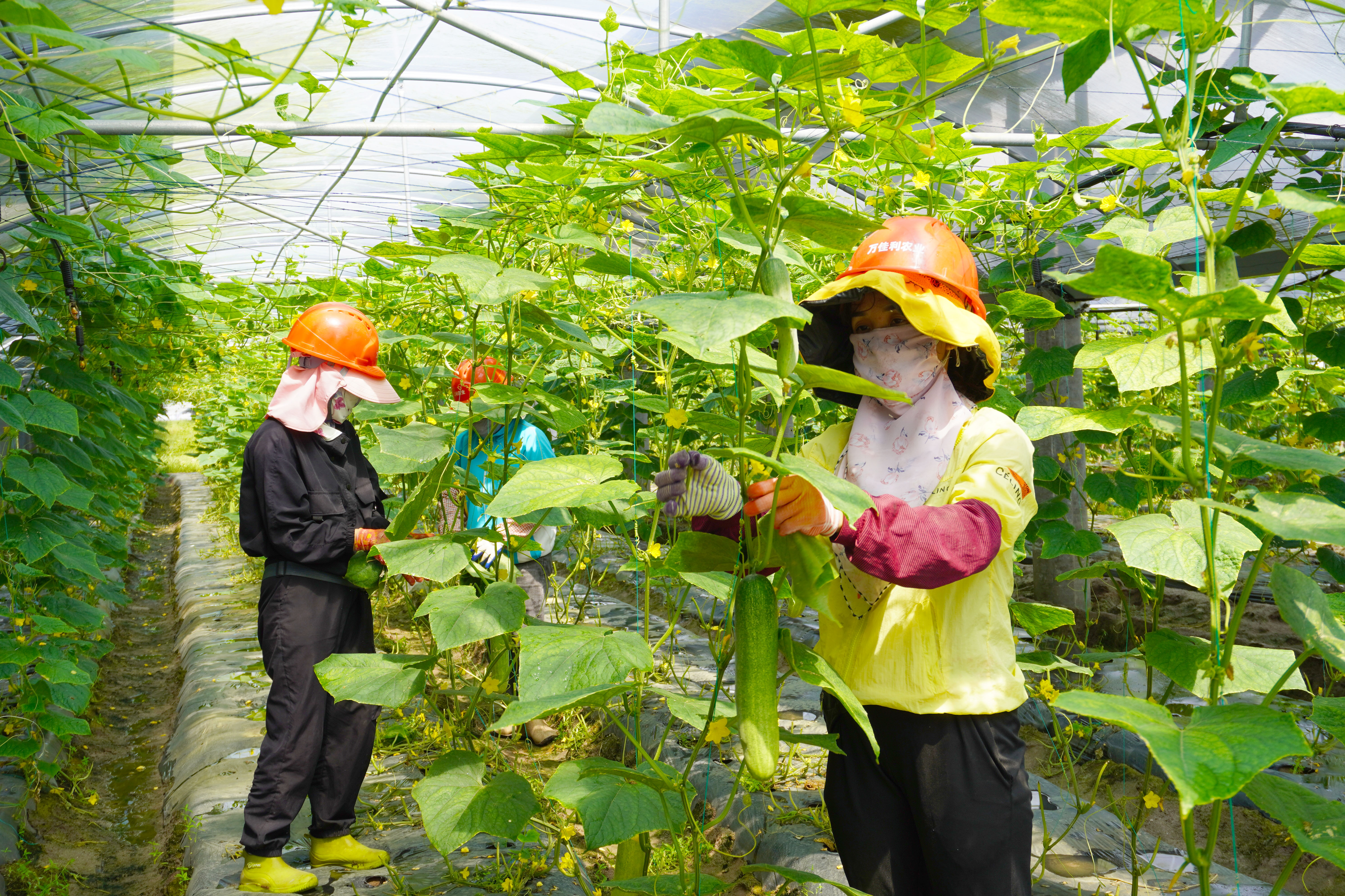 1723015017099085199.jpg 大唐萬(wàn)寧和山“農(nóng)光互補(bǔ)”光伏.jpg